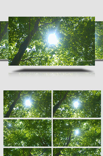自然实拍夏季阳光透过树木视频素材4K图片