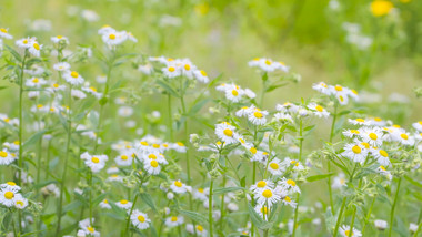 温暖治愈夏天意境花朵白色小花小雏菊实拍