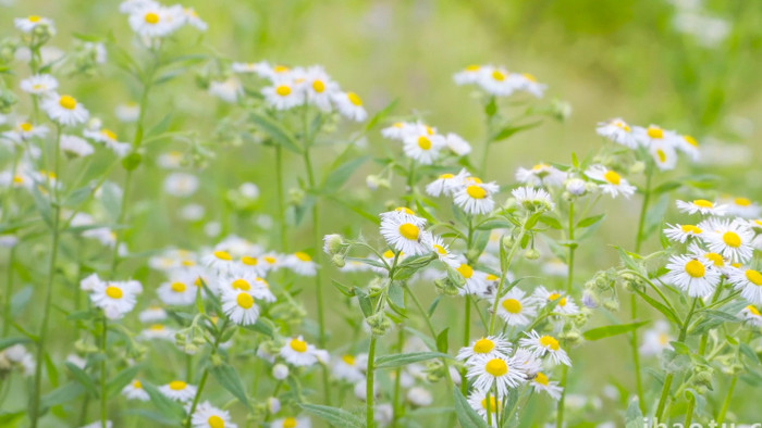 温暖治愈夏天意境花朵白色小花小雏菊实拍