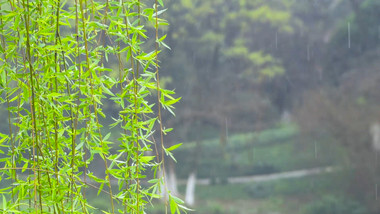 孤独氛围春雨柳条雨滴升格慢动作高清实拍