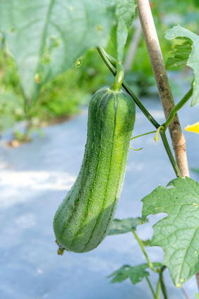 丝瓜青瓜新鲜蔬菜