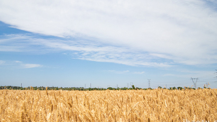 蓝天白云炎炎夏日小麦成熟高清实拍