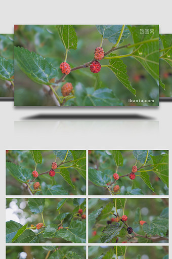植物夏日植物果实桑葚4K实拍素材图片