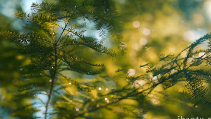 自然唯美红杉树叶透光光斑实拍视频
