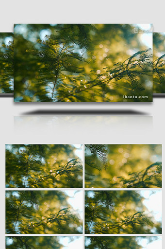 自然唯美红杉树叶透光光斑实拍视频图片