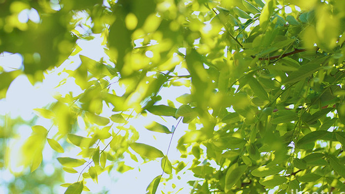 绿色植物树木树叶阳光生命力旺盛实拍4K