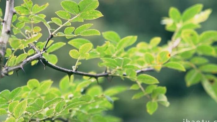 唯美意境实拍花椒生长枝头成熟视频