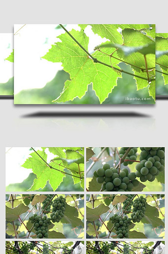治愈温暖实拍夏天葡萄成熟果农种植丰收视频图片