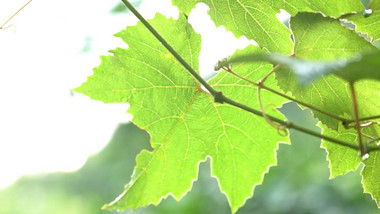 治愈温暖实拍夏天葡萄成熟果农种植丰收视频