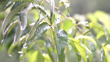 治愈温暖实拍夏天红花桃成熟果农种植丰收视