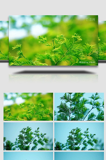 自然写意实拍夏天绿色树叶空镜视频图片