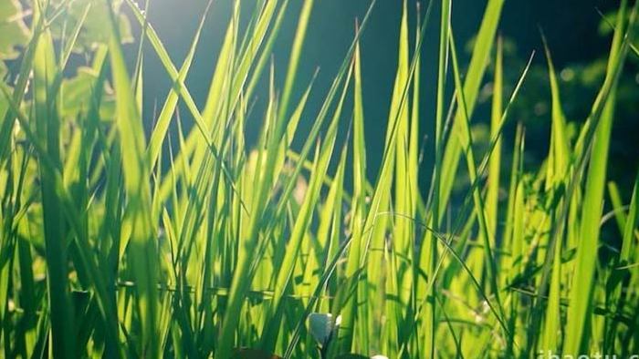 自然写意实拍夏天逆光小草唯美空镜视频