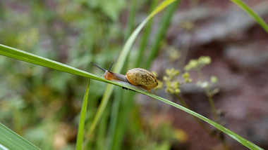 自然实拍夏季昆虫蜗牛蜻蜓4K实拍