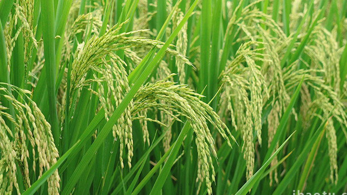 自然农业稻田雨后的水稻4K实拍