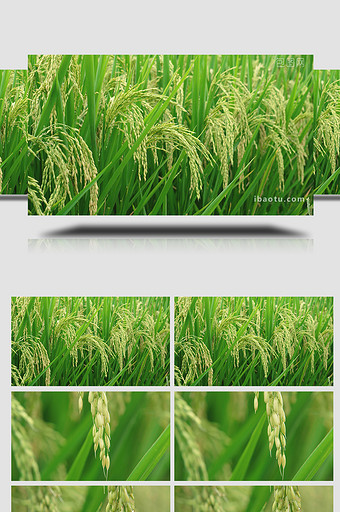 自然农业稻田雨后的水稻4K实拍图片