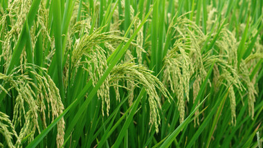 自然农业稻田雨后的水稻4K实拍
