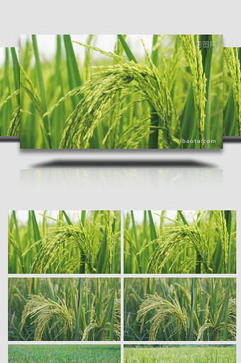 自然写意水稻成熟稻穗饱满特写农业4K实拍图片