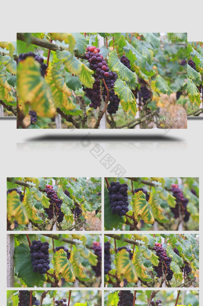 自然葡萄园成熟的葡萄水果4K实拍