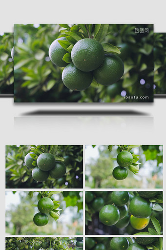 空镜头秋天水果桔子果园4K实拍图片