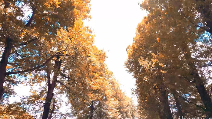 秋季道路两旁阳光穿透树林4K