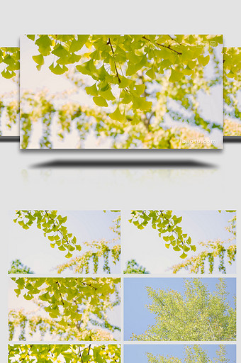 自然写意秋景银杏树叶变黄4K图片