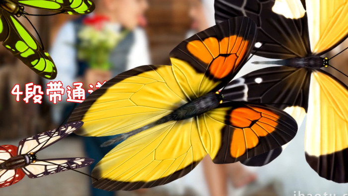 4段透明通道蝴蝶簇拥转场过渡动画视频素材