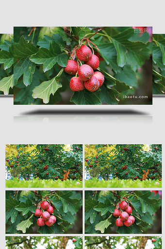 秋日山楂果树果实丰收甜酸水果实拍4K图片