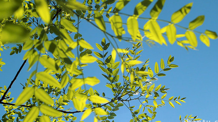 自然风景空镜绿色树叶阳光光线温暖治愈