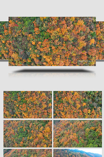 唯美航拍秋季漫山红叶彩林图片