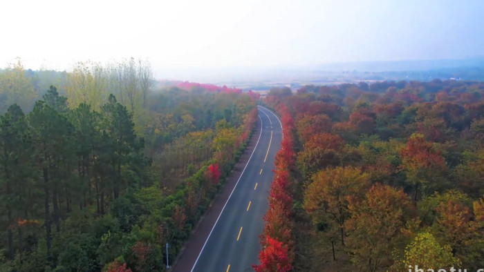 秋日风景道路两旁枫叶红了红枫叶4K航拍