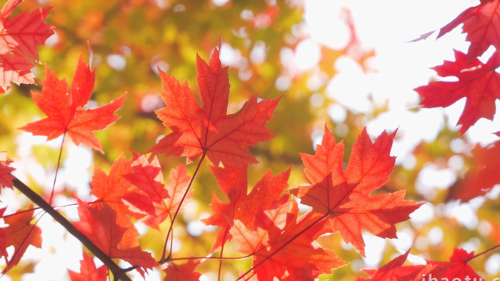 秋景风景红枫叶特写自然写意4K实拍
