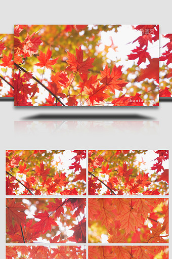 秋景风景红枫叶特写自然写意4K实拍图片