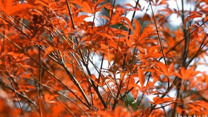 唯美深秋景色红色枫叶自然空镜意境视频
