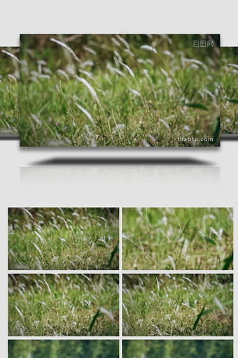 自然写意风吹小草空镜意境视频图片