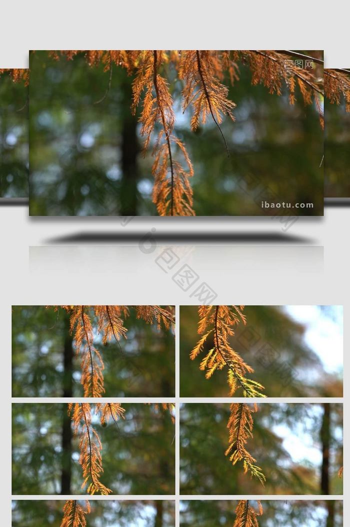 治愈温暖秋天黄色水杉自然空镜意境视频