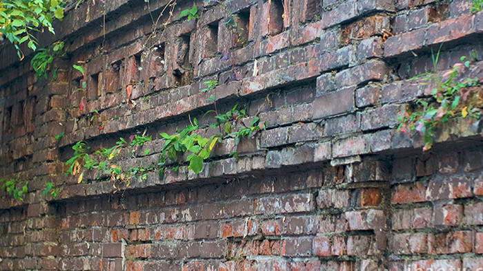 破旧老房子斑驳围墙砖墙植物夹缝生存