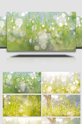 清晨阳光照射小草露水光斑自然写意4K实拍图片