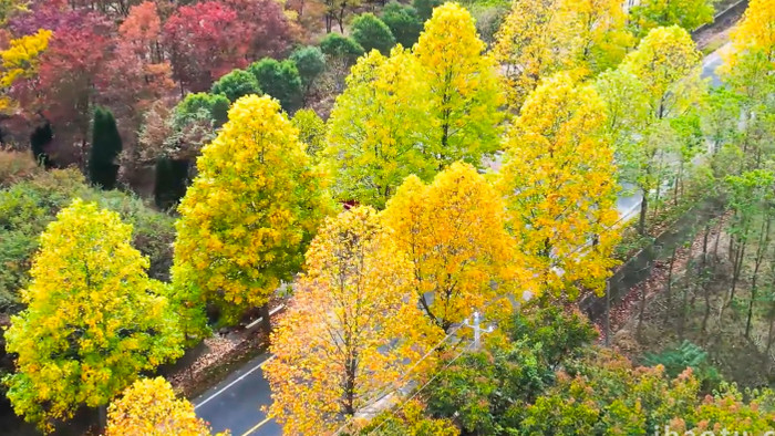 秋天风景公路秋景缤纷树叶自然风景4K航拍