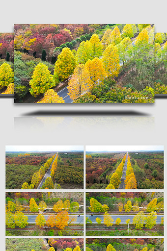 秋天风景公路秋景缤纷树叶自然风景4K航拍图片