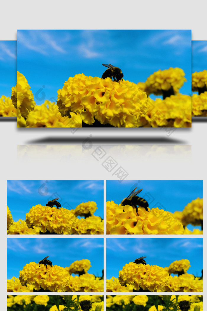 蓝天下蜜蜂采花蜜4k空镜实拍