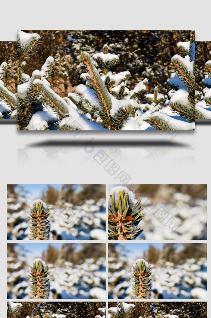 积雪压松树雪景4k写意实拍视频