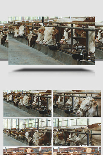 畜牧业牛棚牛圈黄牛吃食4K图片