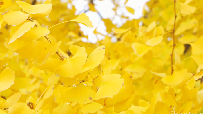 秋景唯美金色银杏叶自然写意4K实拍