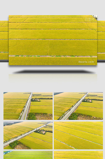 金色稻田万亩稻田农业农田4K航拍图片