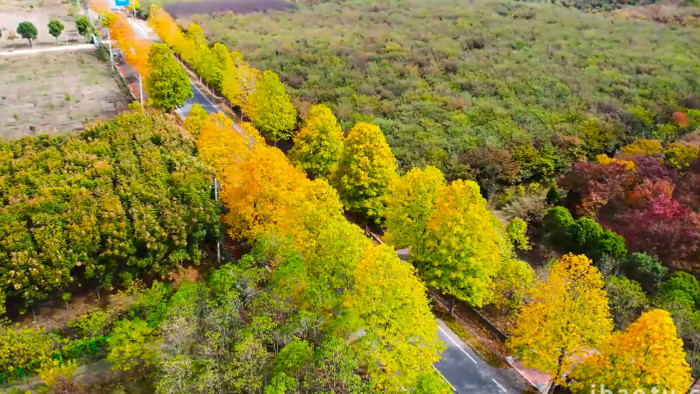 公路秋景道路两旁树叶变黄4K航拍