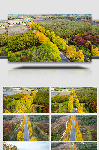 公路秋景道路两旁树叶变黄4K航拍图片