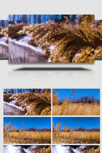冬季阳光透过芦苇唯美4k实拍视频图片