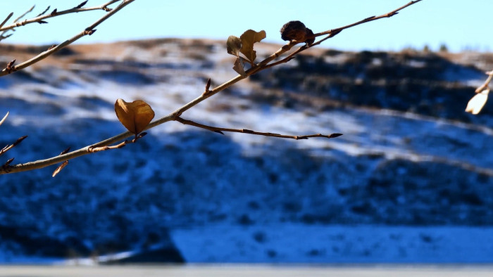北方冬季冰湖树枝芦苇4k唯美实拍
