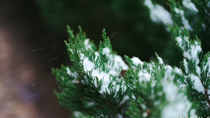 冬天下雪雪景雪中松树实拍视频