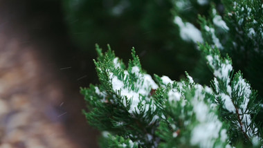 冬天下雪雪景雪中松树实拍视频